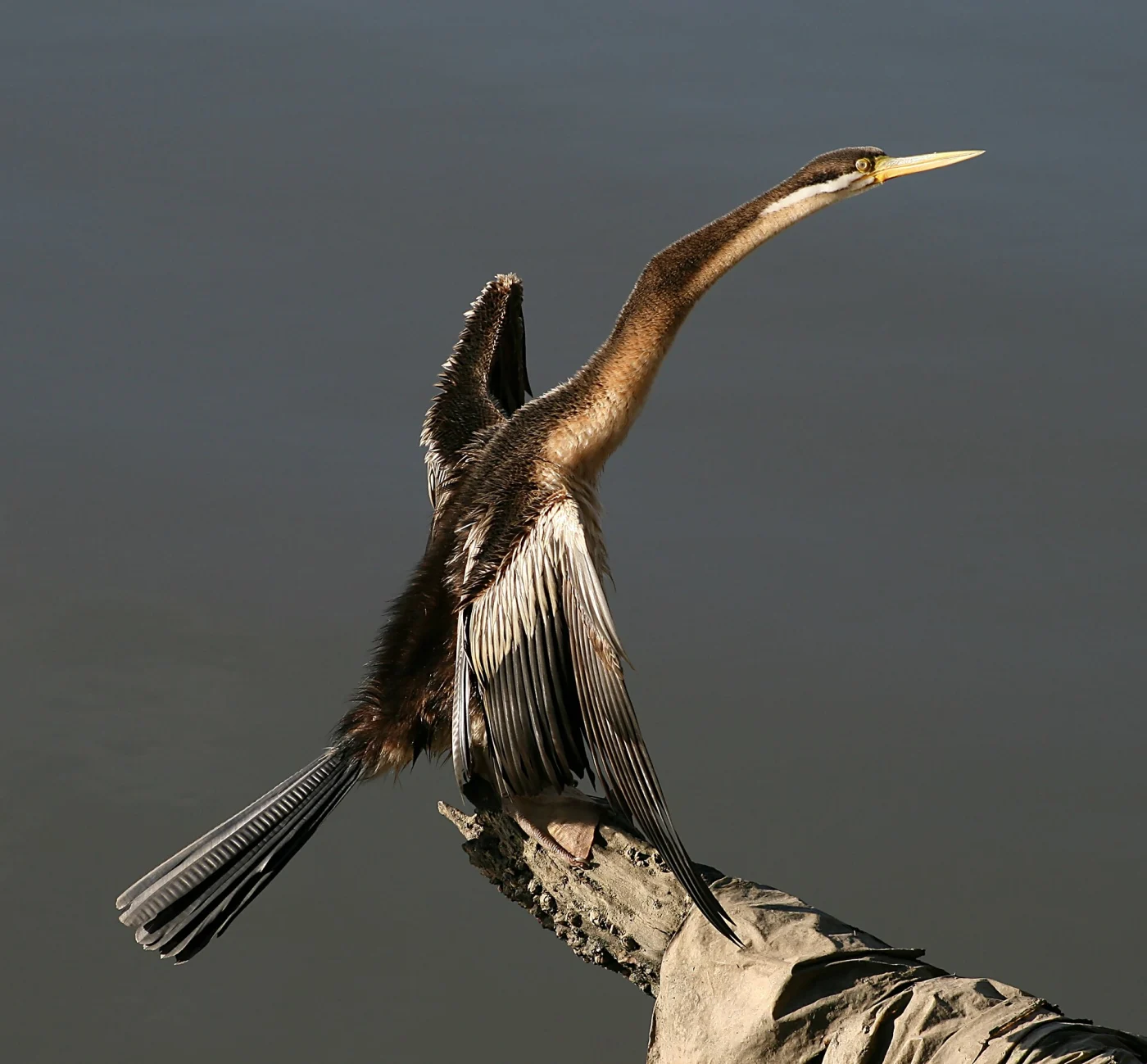 Australasian Darter