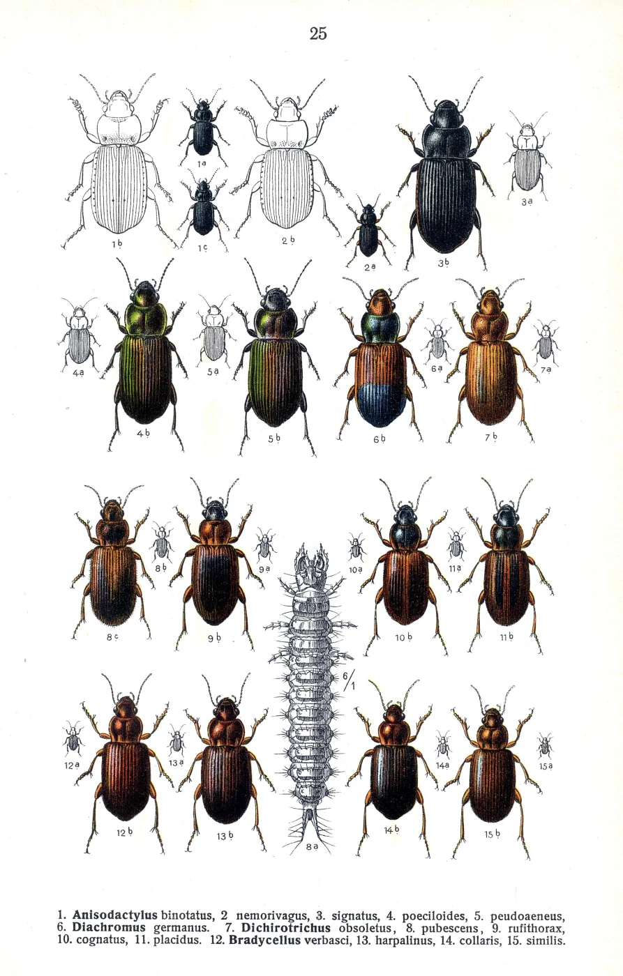 Two-marked harp ground beetle