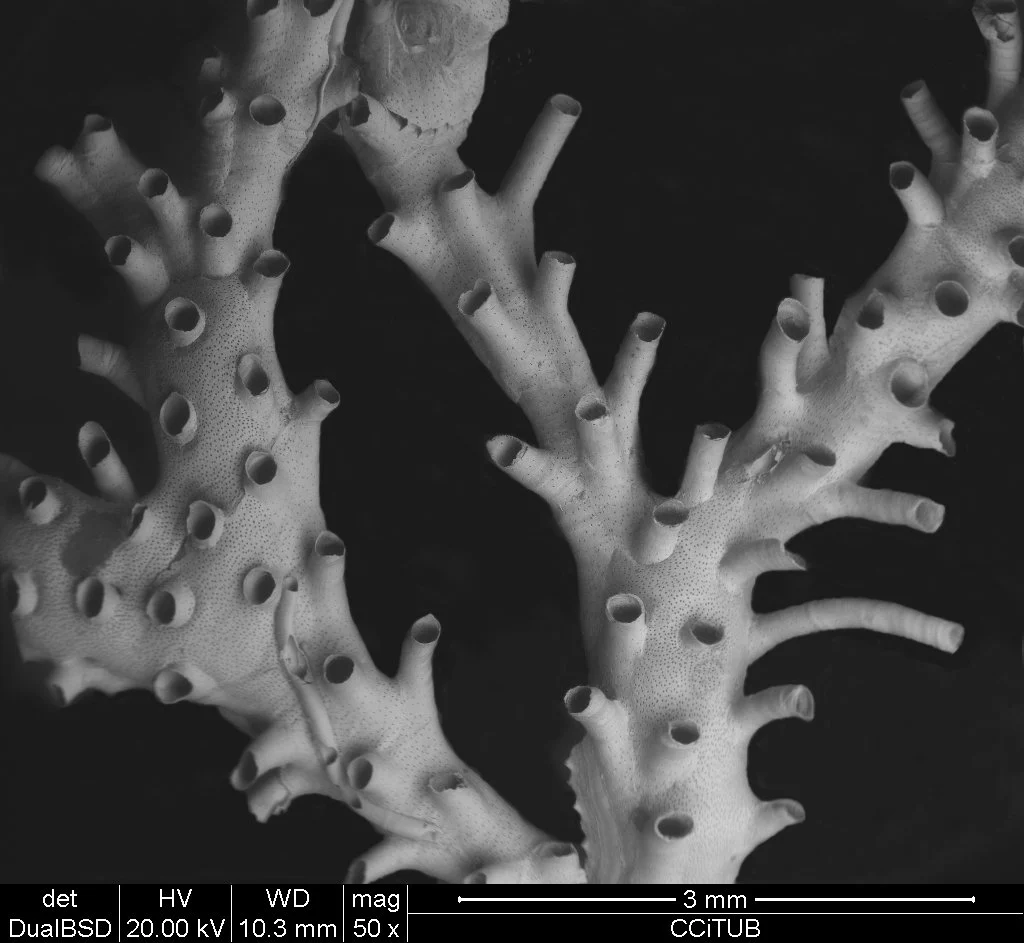Annectocyma tubulosa