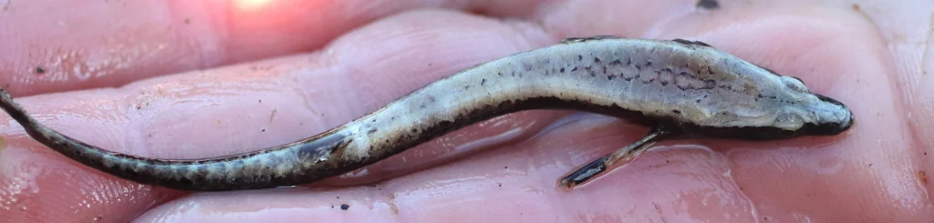 smooth alligatorfish