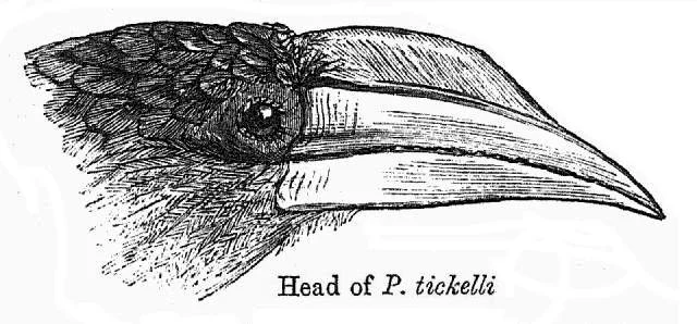 Austen's Brwon Hornbill