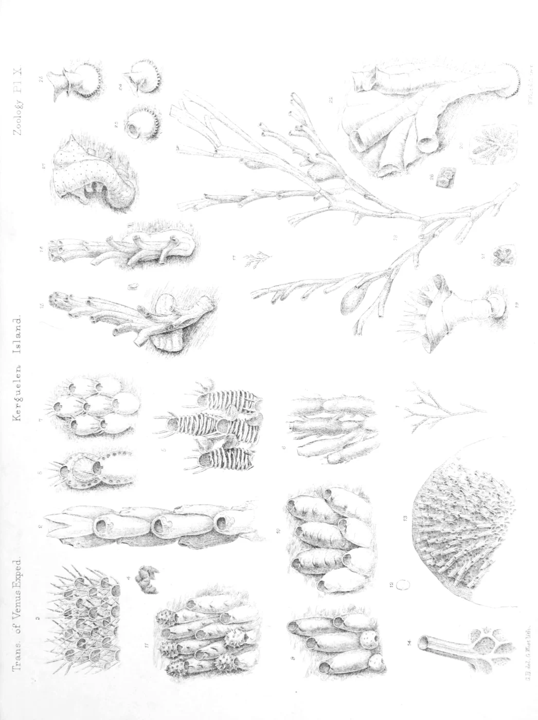 Antarctothoa mauricei