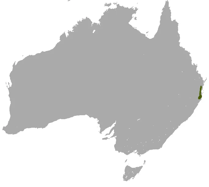 Subtropical Antechinus