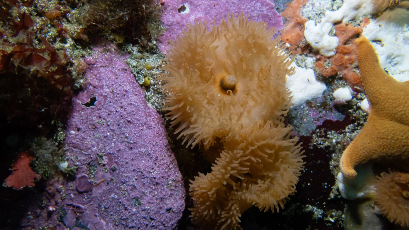 Lobed Anemone