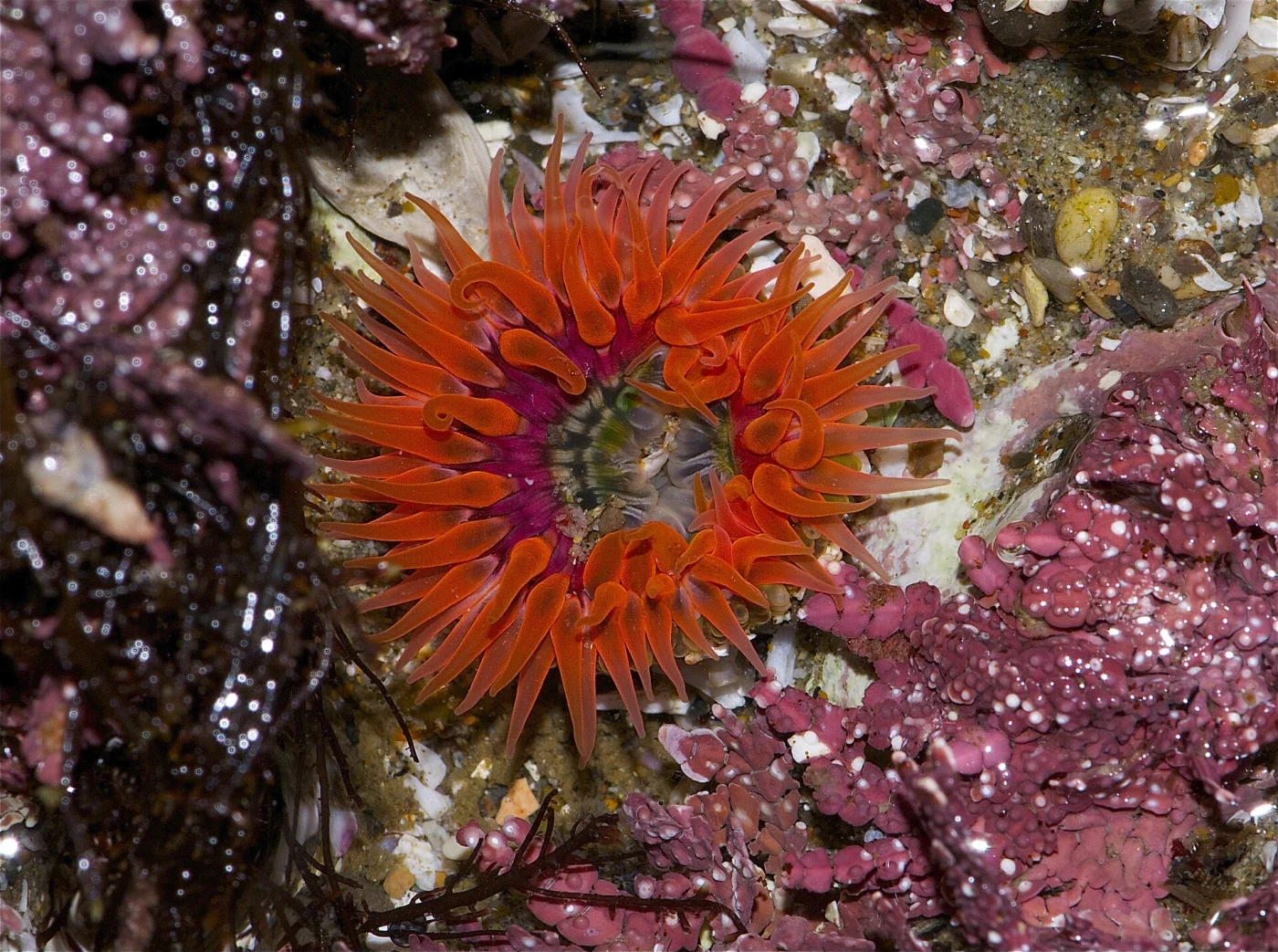 buried sea anemone