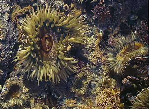 aggregating anemone