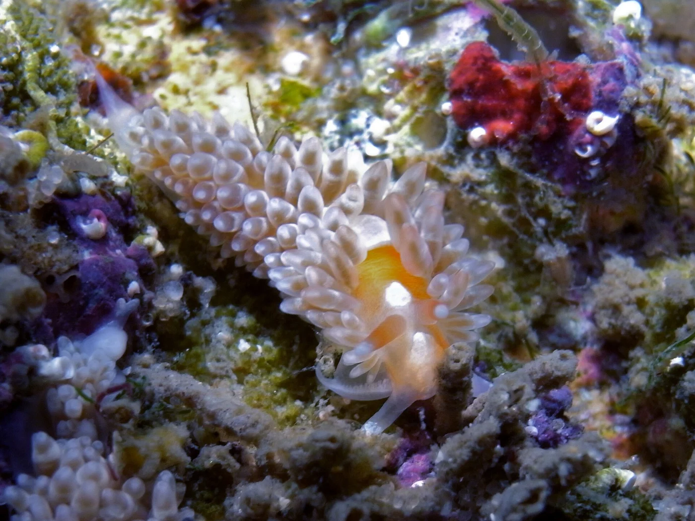 Small Brown Sea Anemone