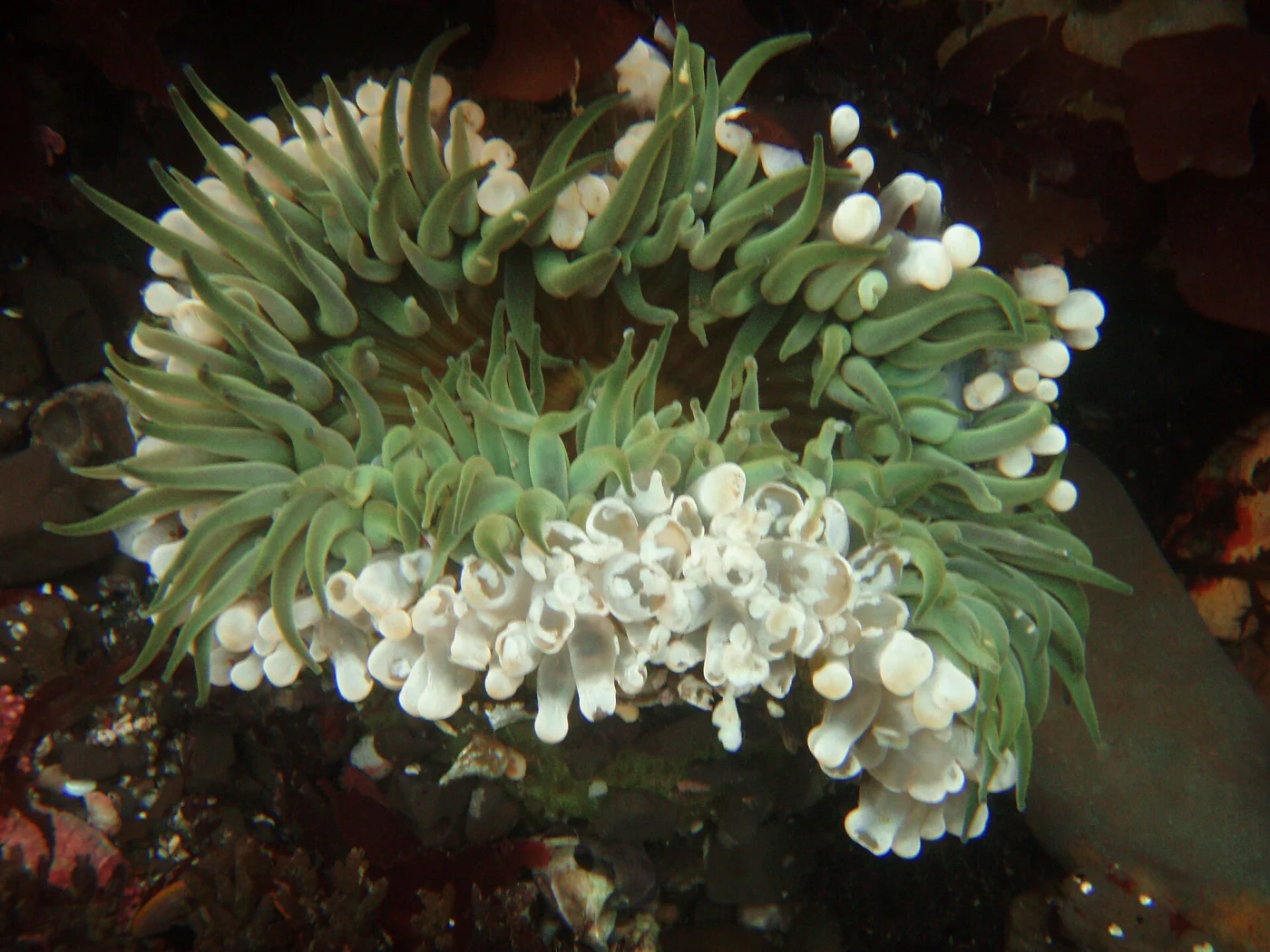 Starburst Anemone