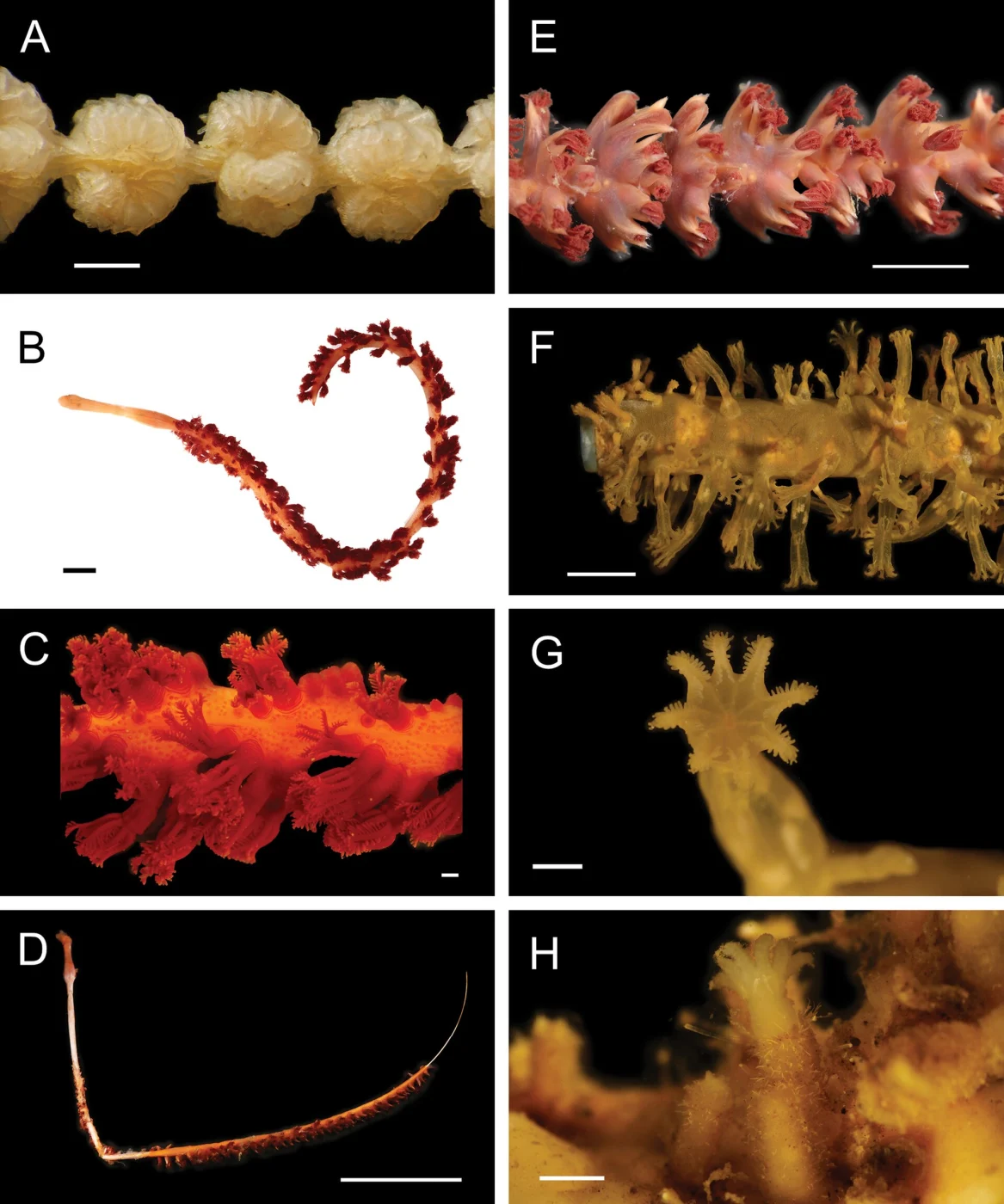 full-flowered sea pen