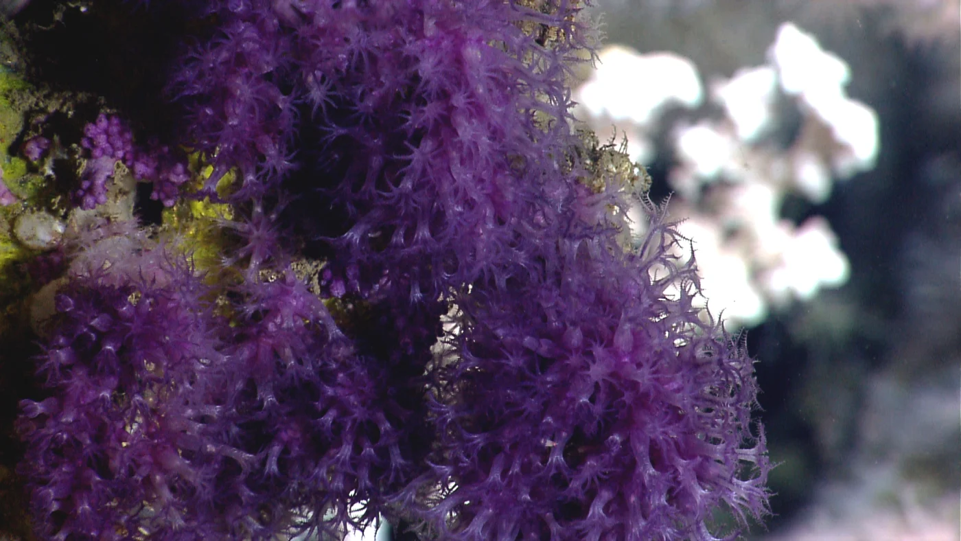 greater flowerbud coral