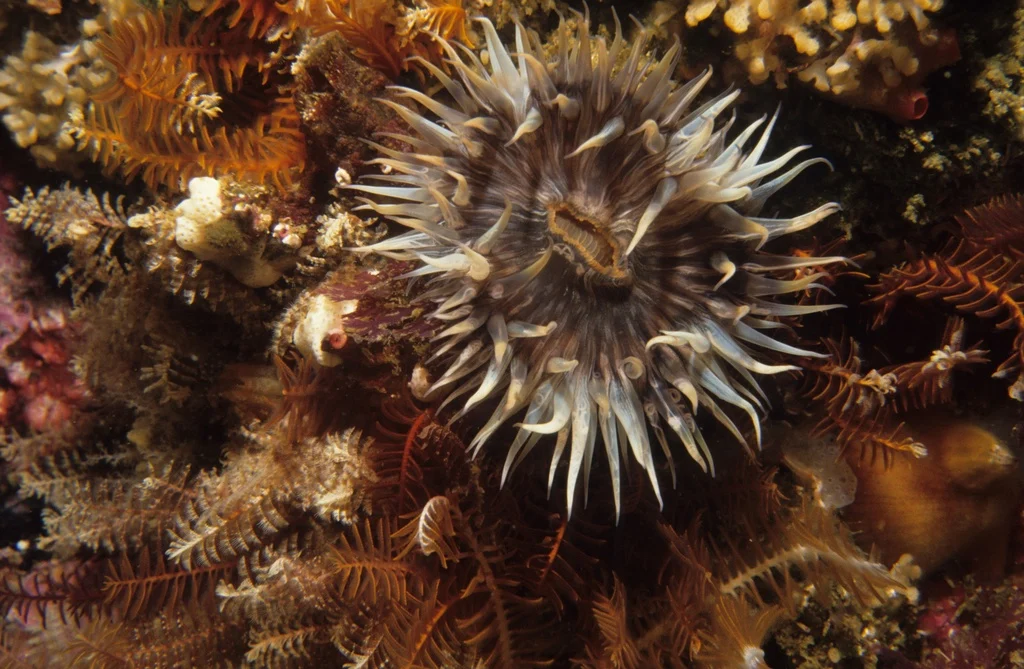 Anthothoe panamensis