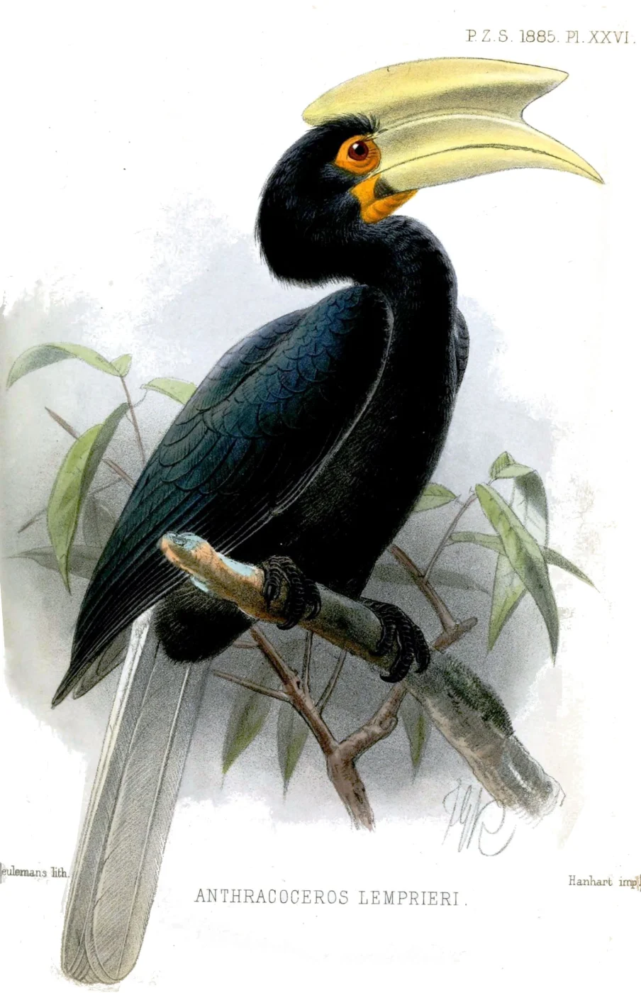 Sulu Hornbill