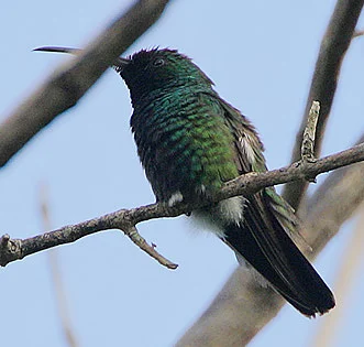 Green-Throated Mango