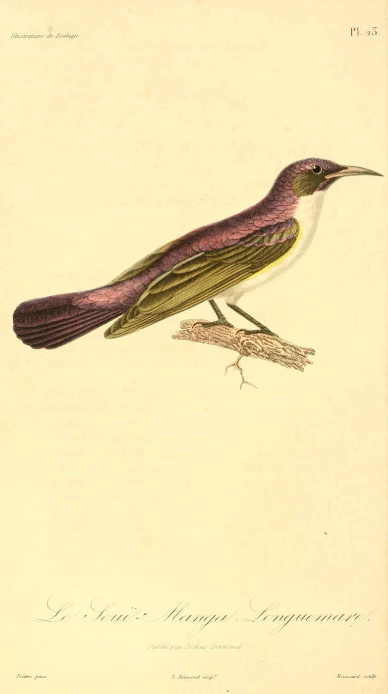 Violet-backed Sunbird