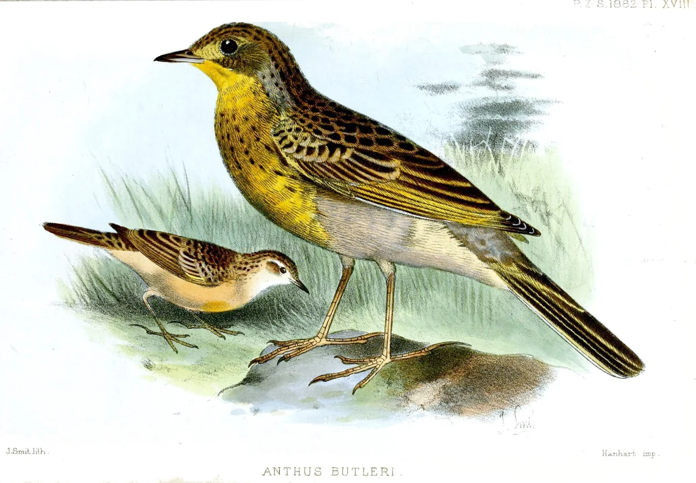 Yellow-breasted Pipit