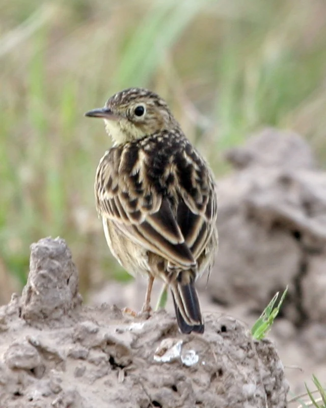 Yellowish Pipit