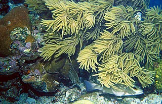 slimy sea plume