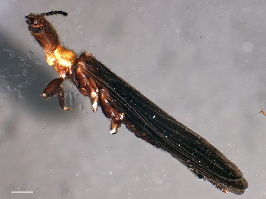 Antipaluria urichi