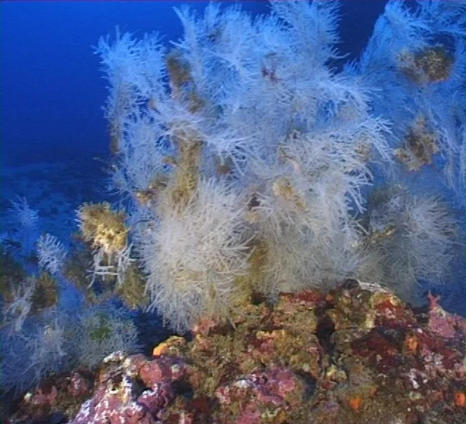 black coral