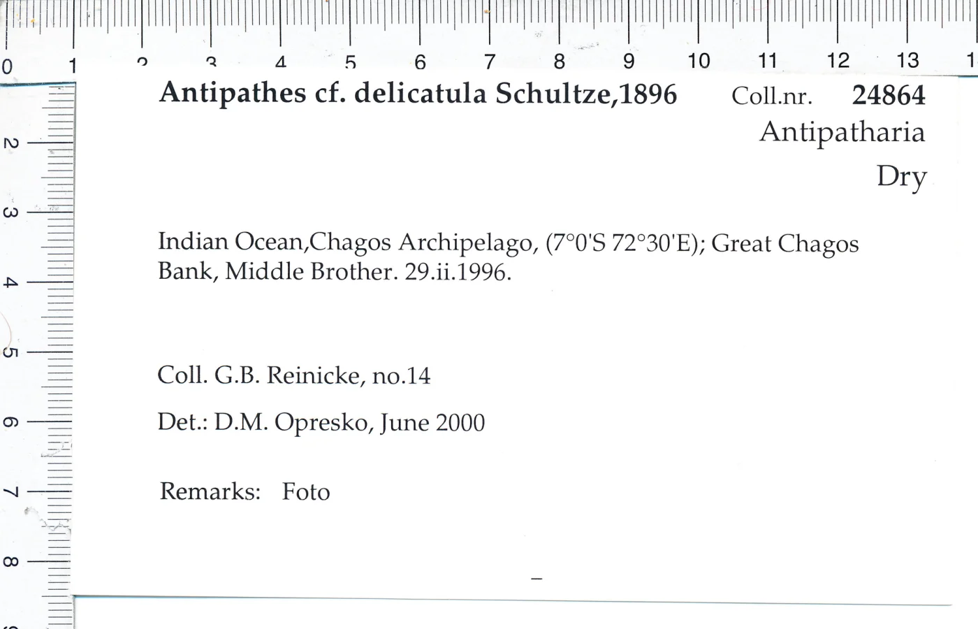 Antipathes delicatula