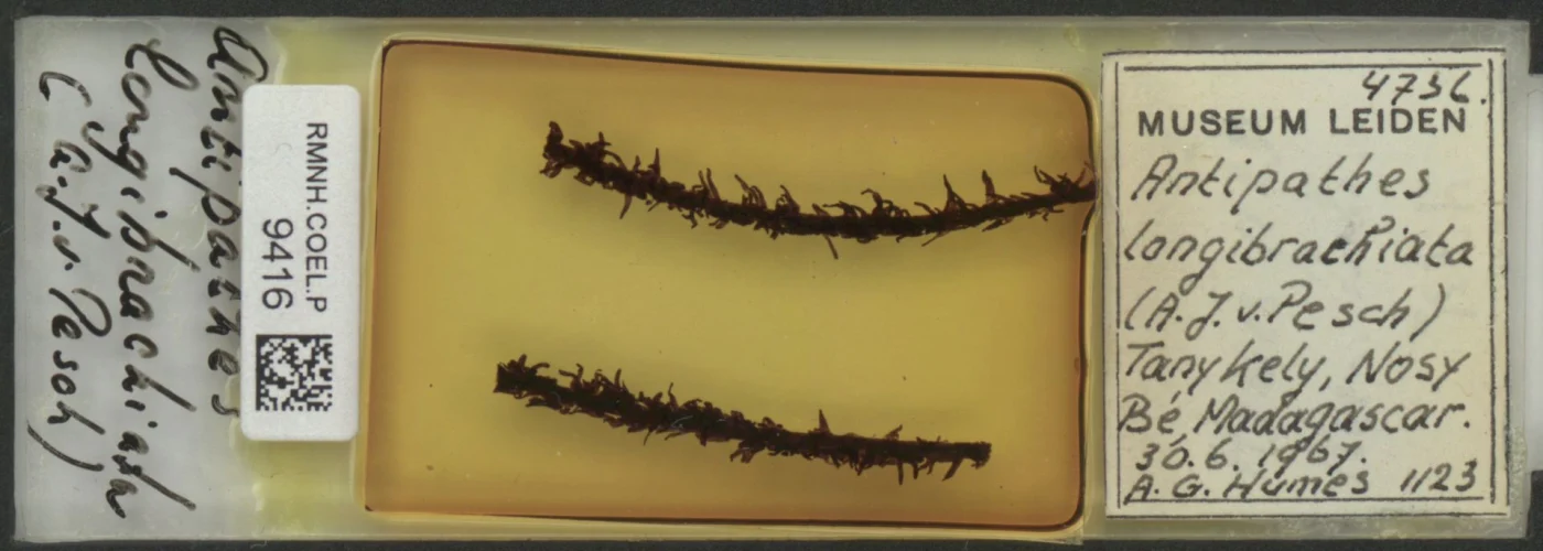 Antipathes longibrachiata