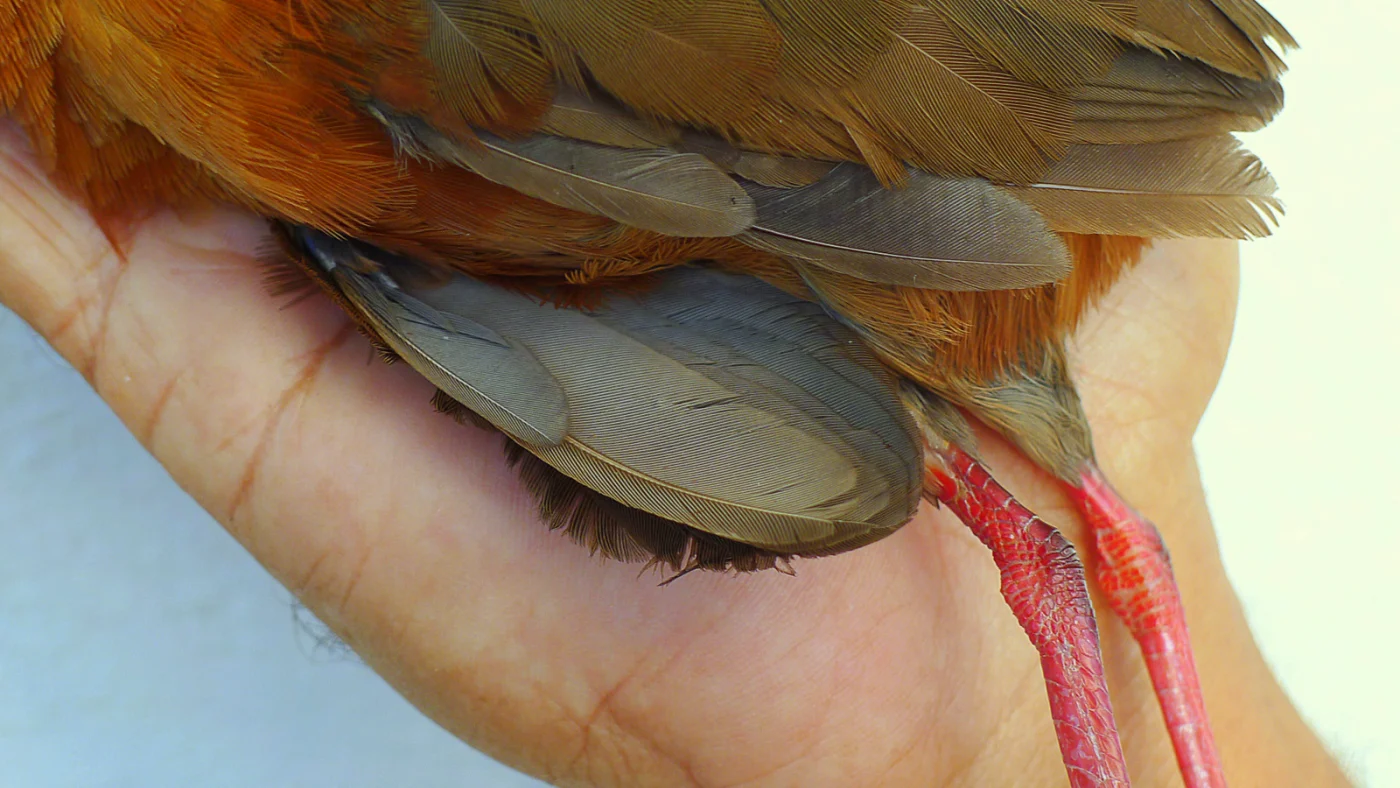 Russet-crowned Crake