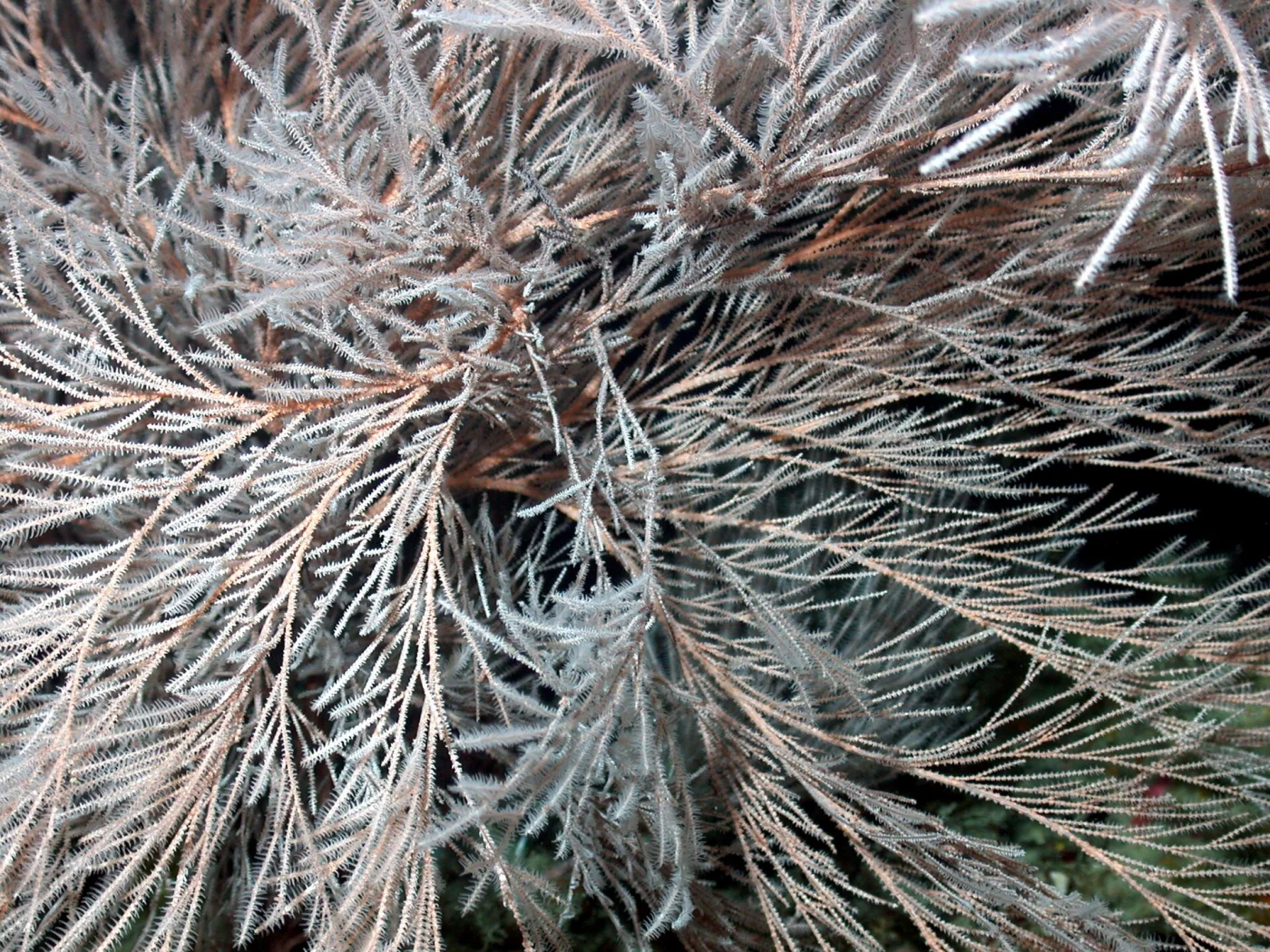 Aphanipathes sarothamnoides