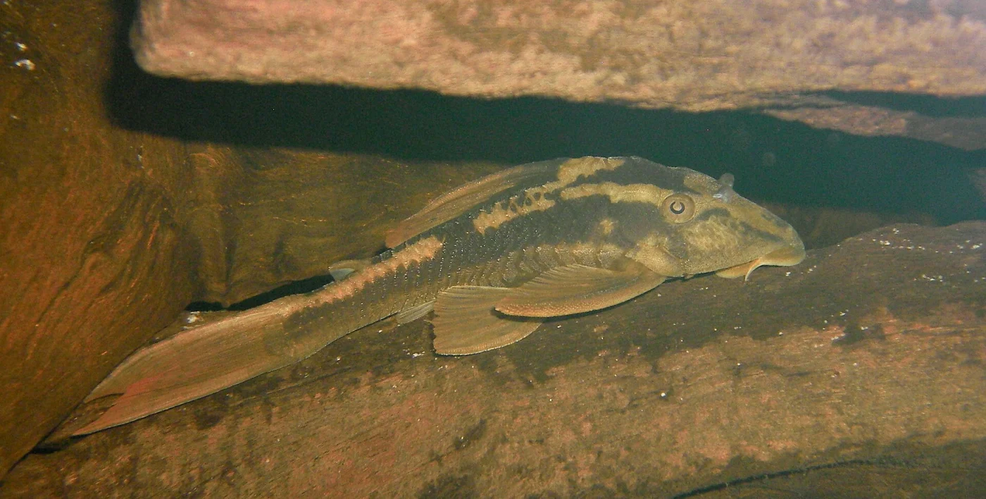 Aphanotorulus unicolor