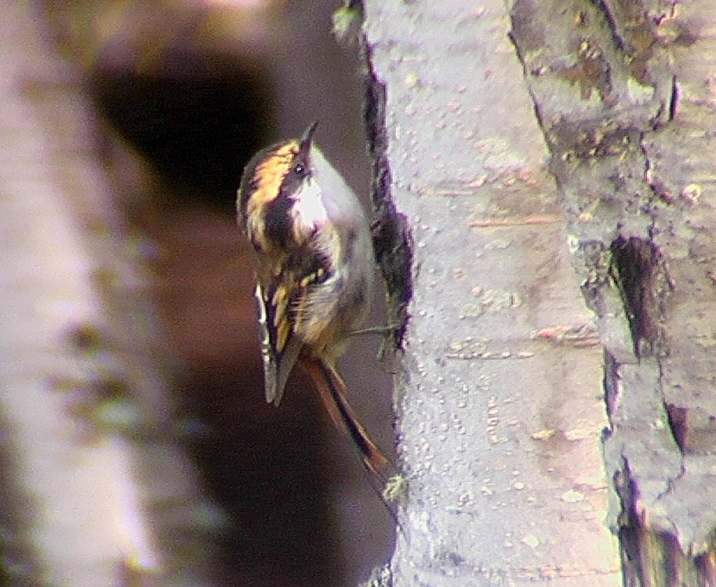 Thorn-tailed Rayadito