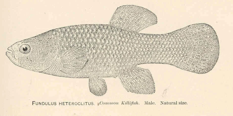 killfish