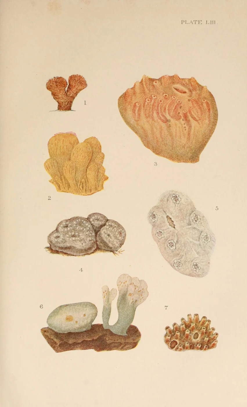 Aplidium albicans