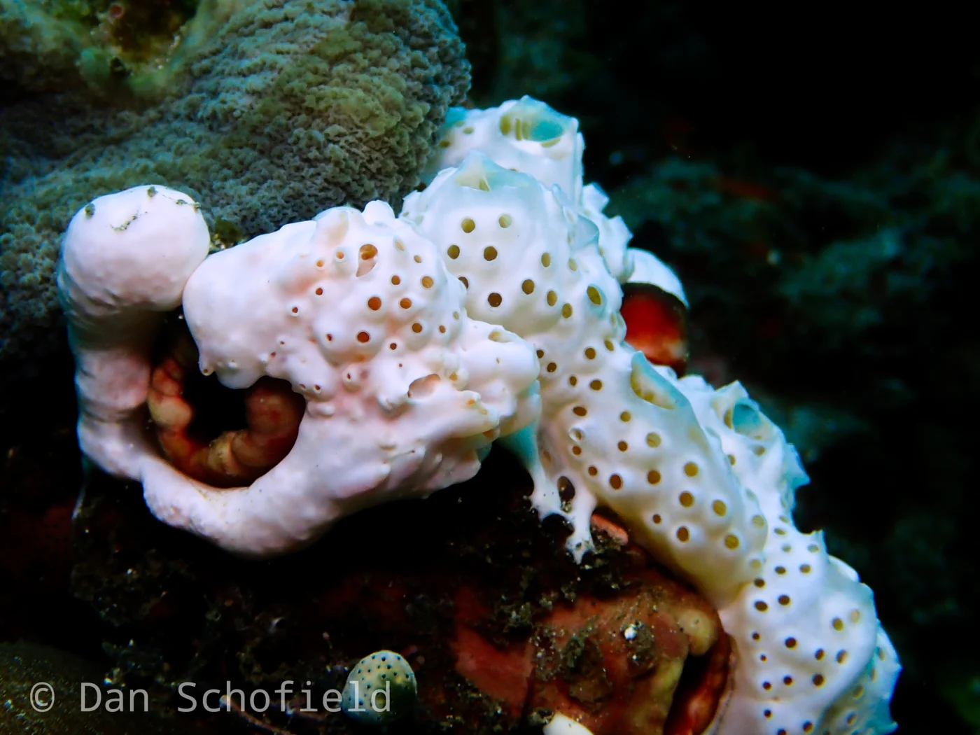 Aplidium breviventer