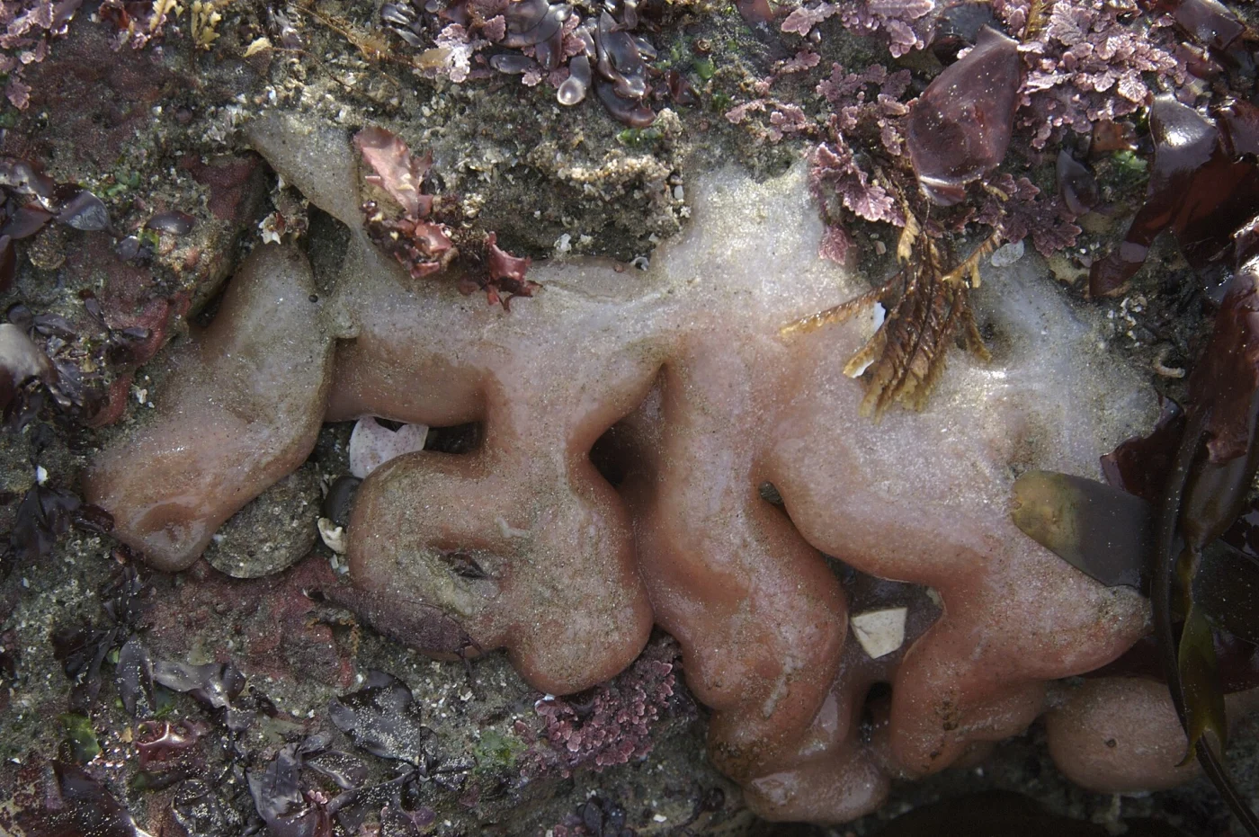 mushroom ascidian