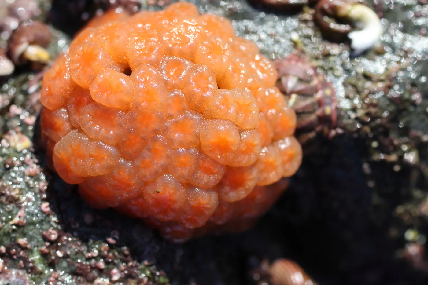 Aplidium coei