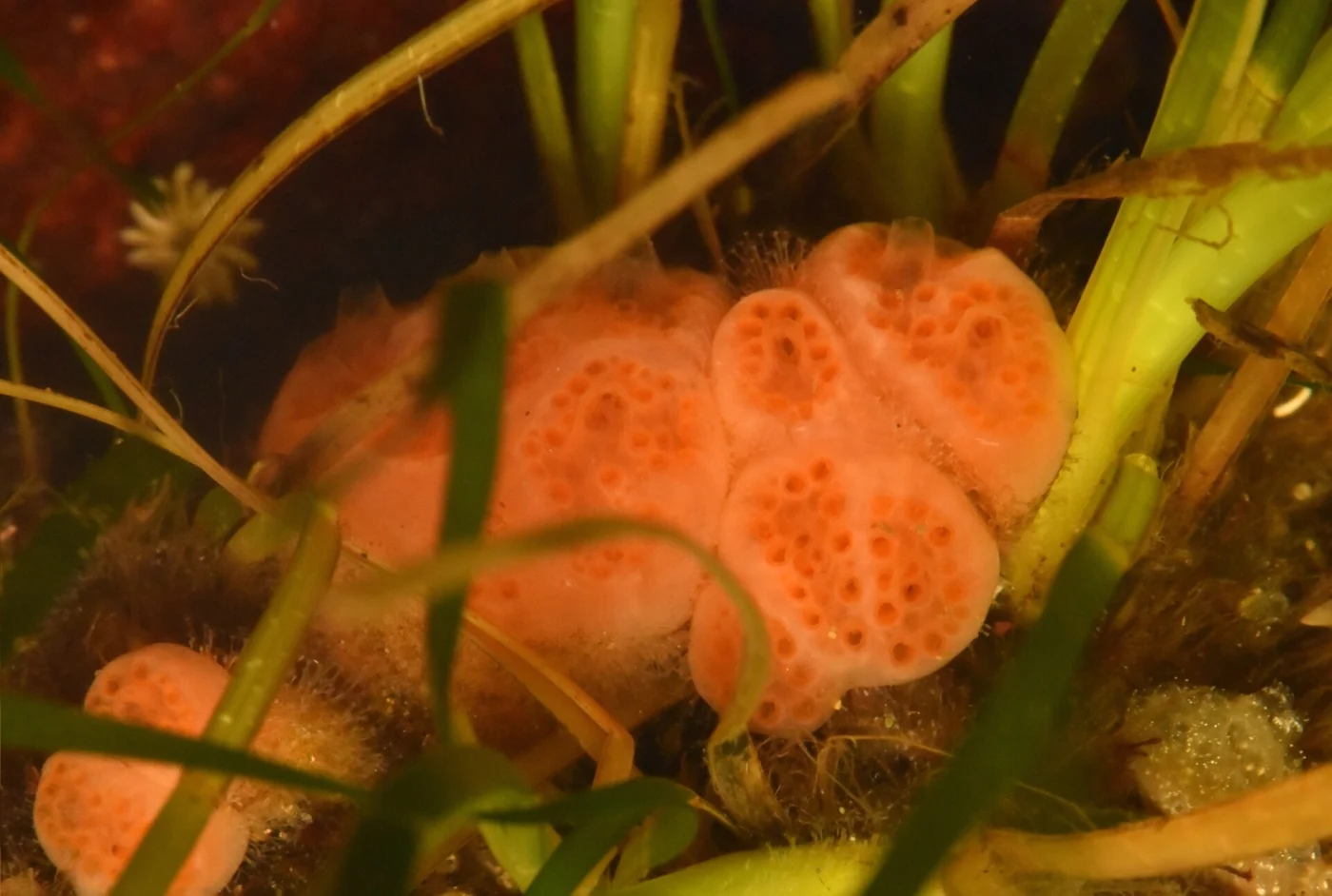 Aplidium kottae
