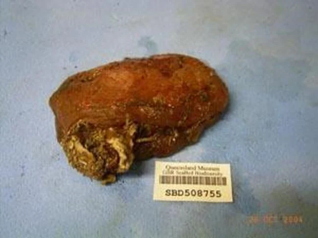 Aplidium longithorax