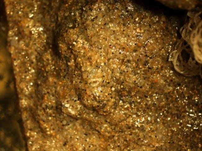 Aplidium macrolobatum