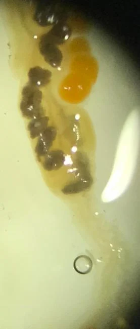 Aplidium multiplicatum
