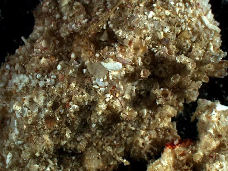 Aplidium nadaense