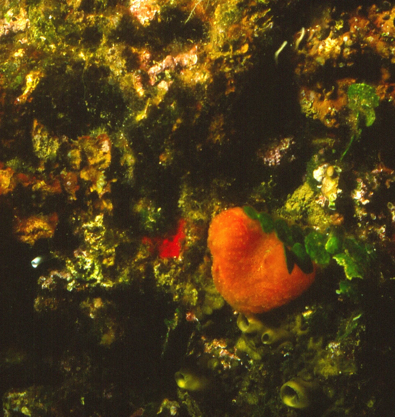 Aplidium nordmanni