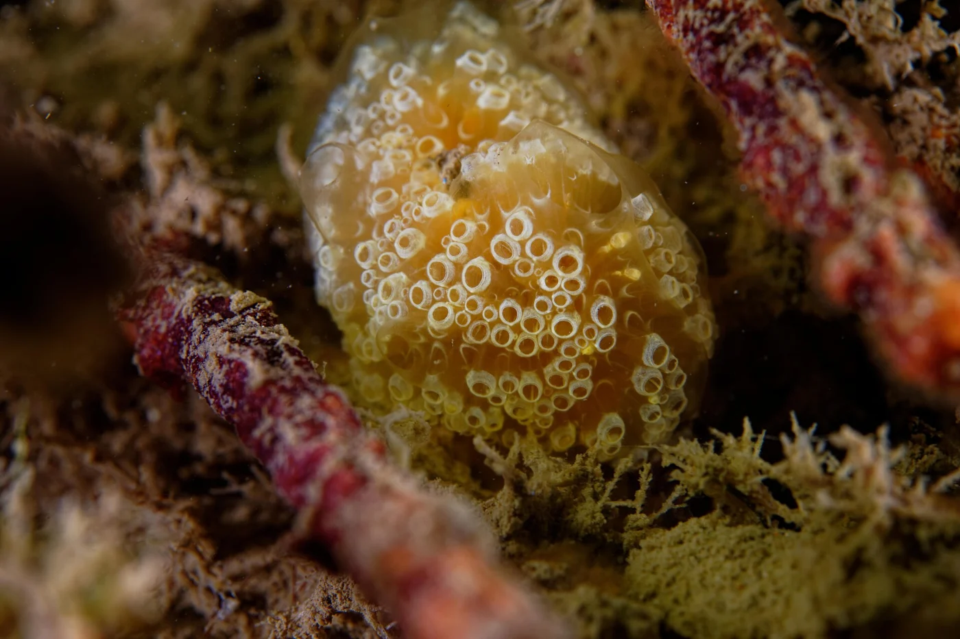 Aplidium ocellatum