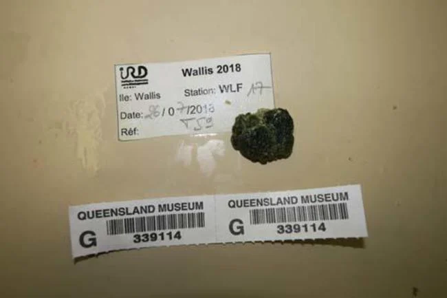 Aplidium opacum