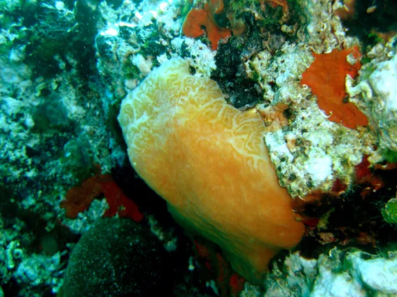 Aplidium protectans
