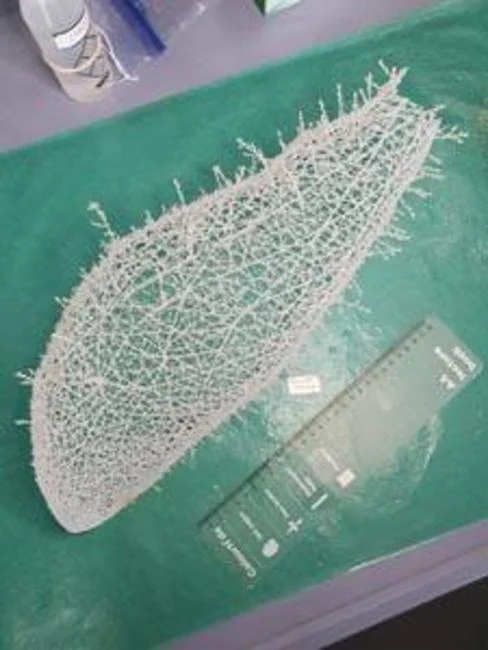 Aplidium tabascum