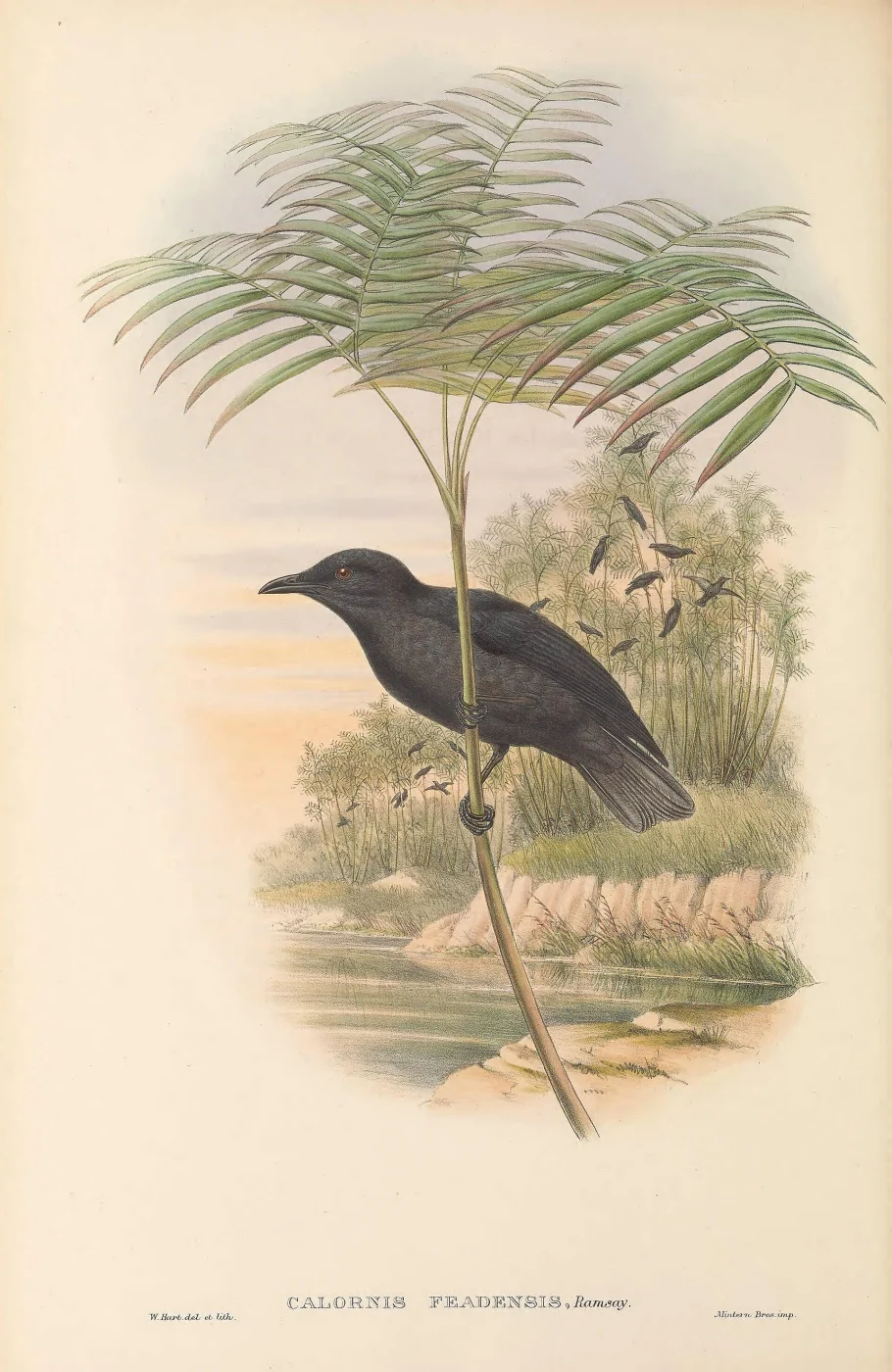 Atoll Starling