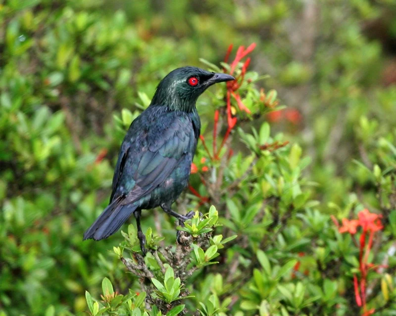 Asian Glossy Starling