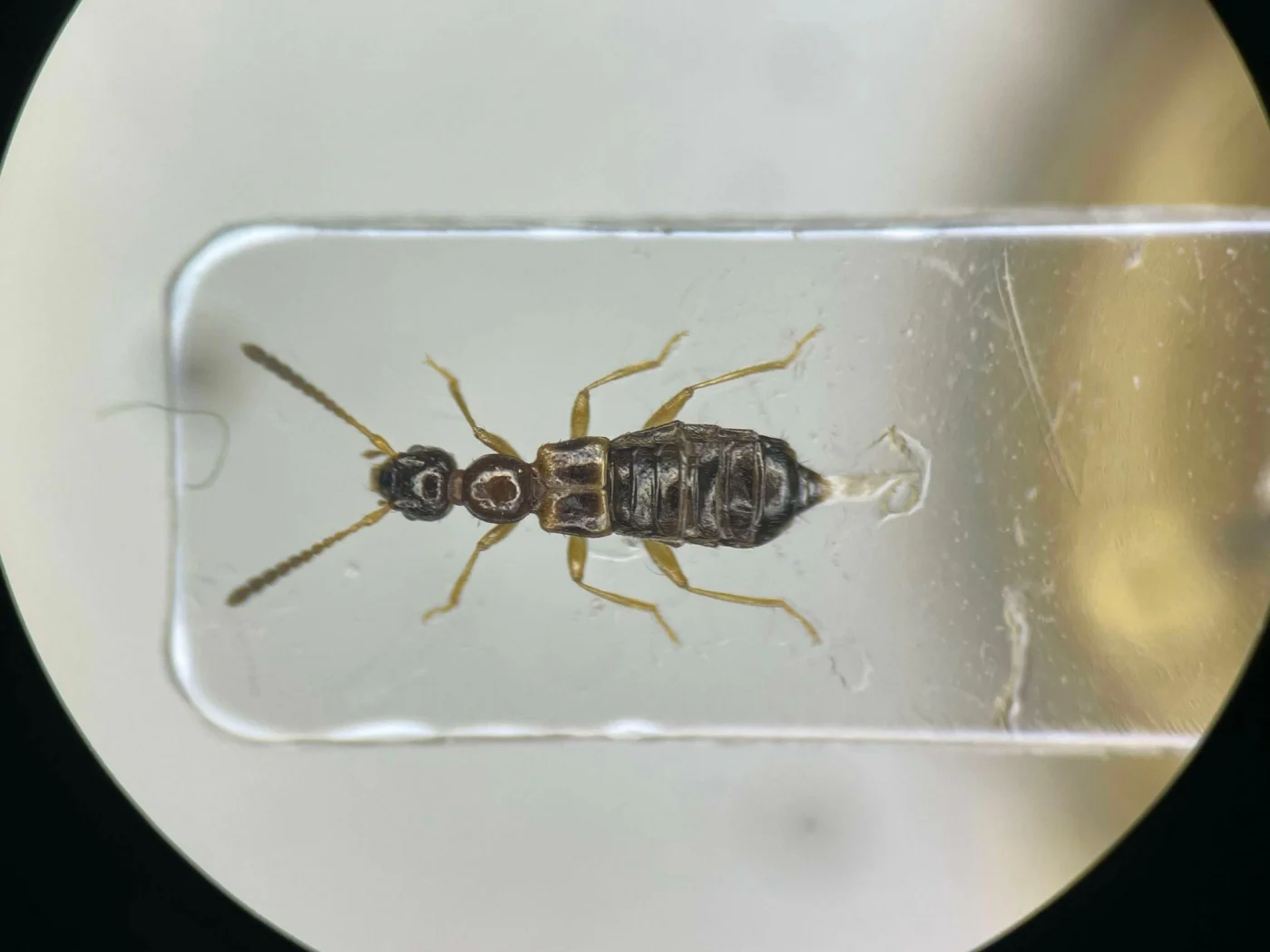 Apocellus sphaericollis