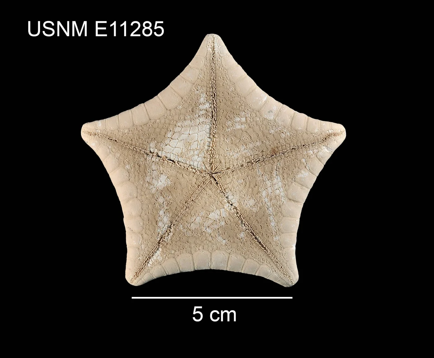 Apollonaster yucatanensis