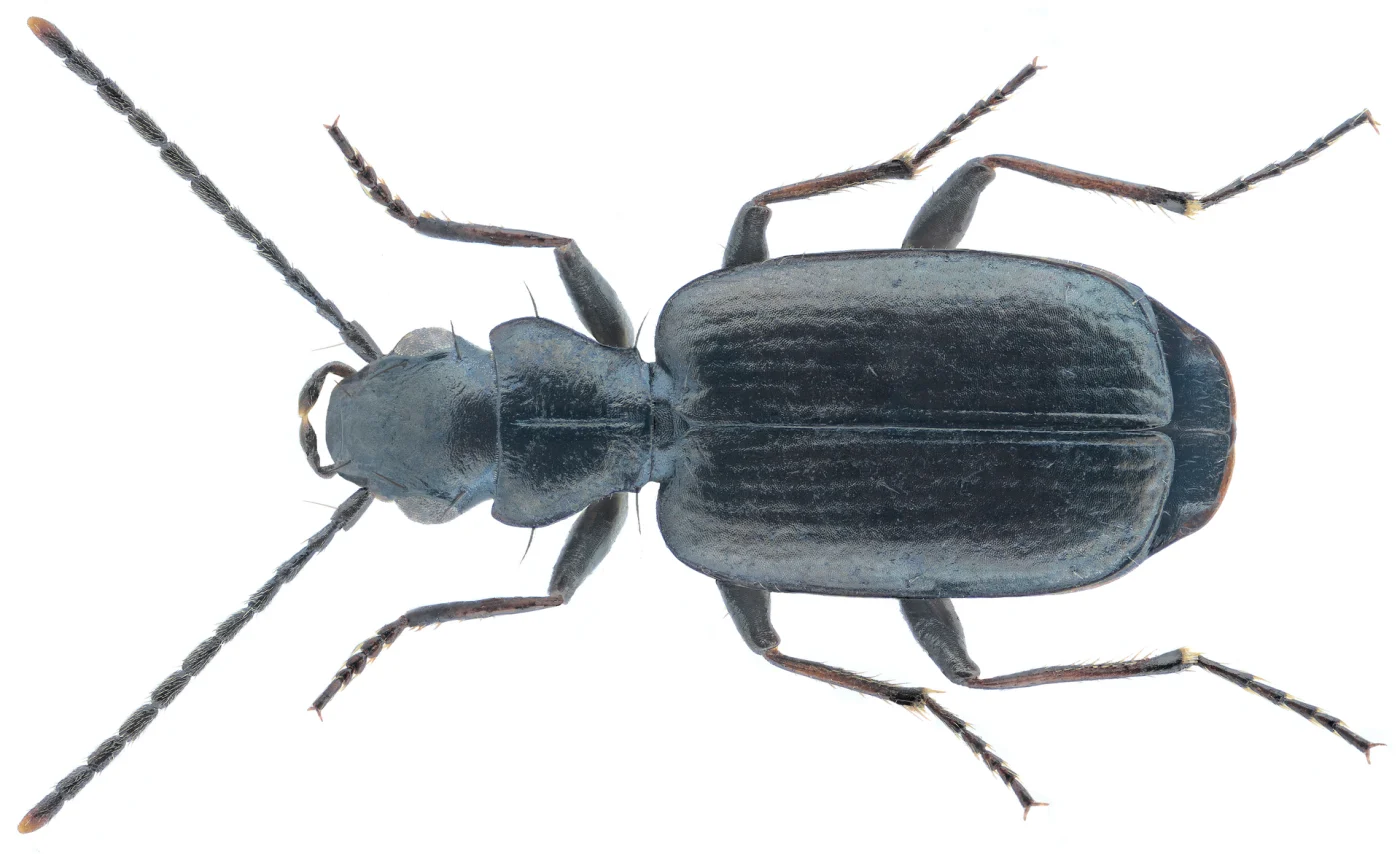 Apristus actuosus