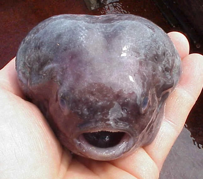 smooth lumpsucker